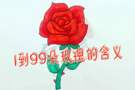 1到99朵玫瑰的含义.jpg