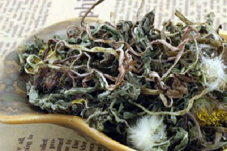 蒲公英茶的功效与作用涛哥来分享.jpg