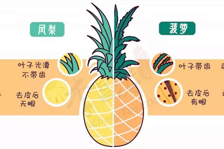 凤梨和菠萝的区别(涛哥教你三招区分凤梨和菠萝).jpg