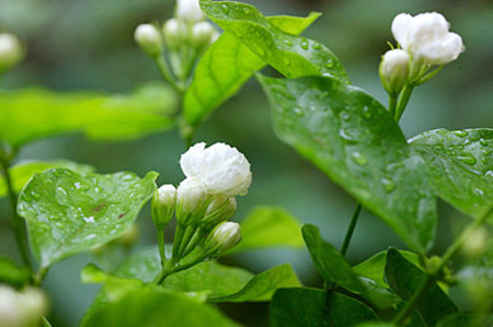 雨煮茱莉香