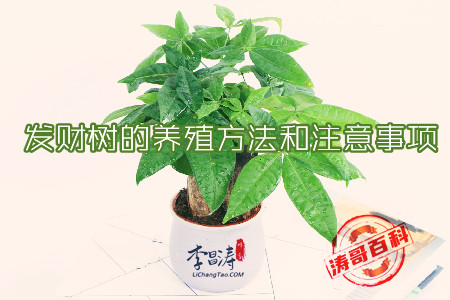 发财树的养殖方法和注意事项(速来了解一下)