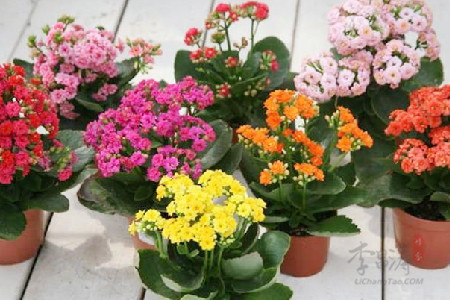 长寿花的养殖方法和注意事项(手把手教您怎么养)