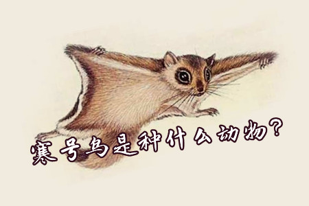寒号鸟是种什么动物