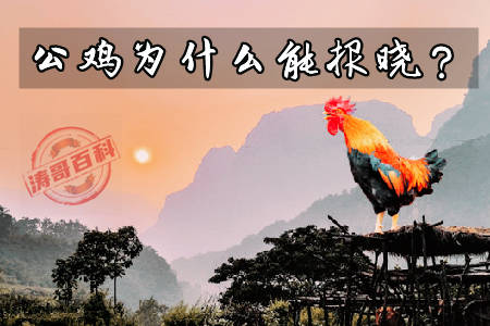 公鸡为什么能报晓(进来帮你揭晓答案)