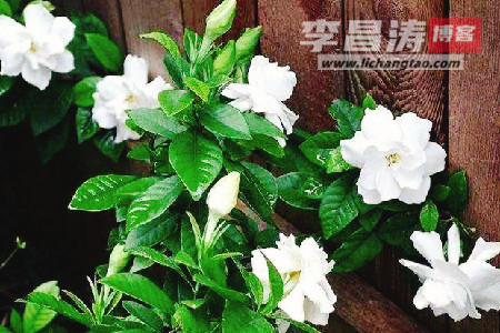 我与栀子花再见时