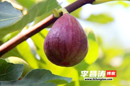 缀在心中的无花果