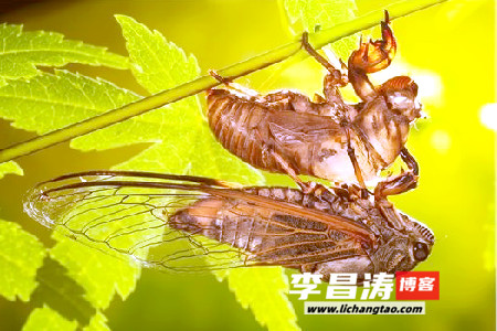 留只耳朵听蝉颂