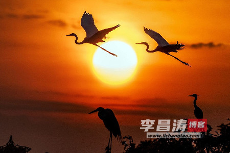 白鹭