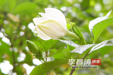寻找栀子花的足迹