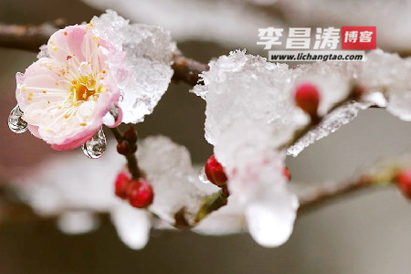 冬去春来