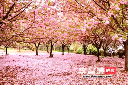 留一缕芳心，蕴一方温情