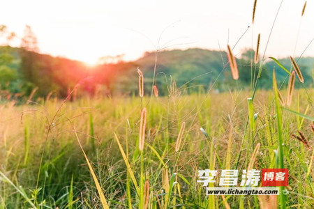 童年的一阵风吹来