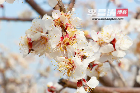 无论生活怎样平淡，永远不要失去看花的心情