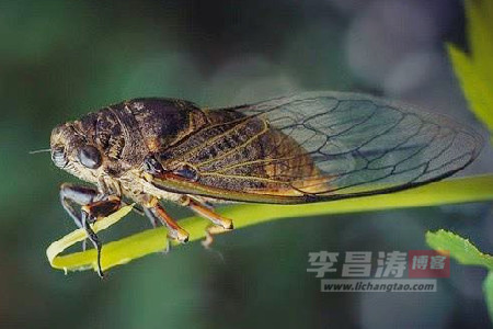 你看这夏天