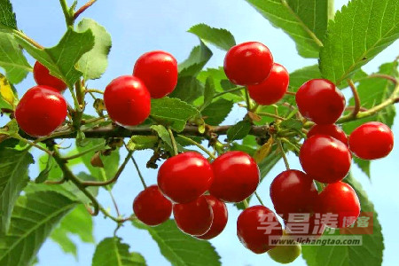 树要慢慢长，梦要坚定想