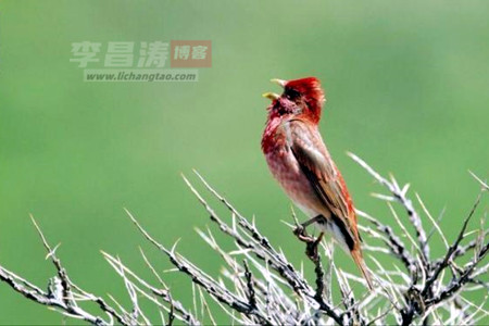 荆棘鸟的故事